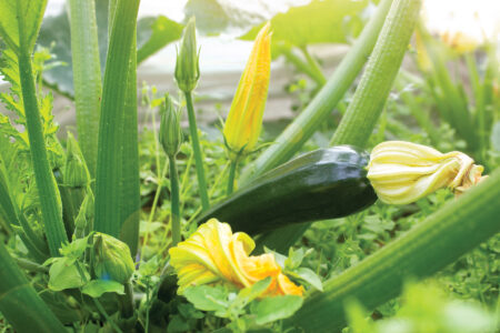 Zucchini Plant In Garden
